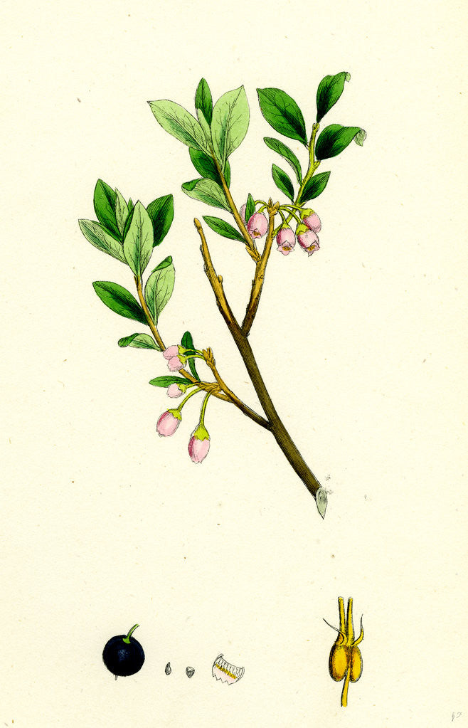 Detail of Vaccinium Uliginosum Great Bilberry by Anonymous