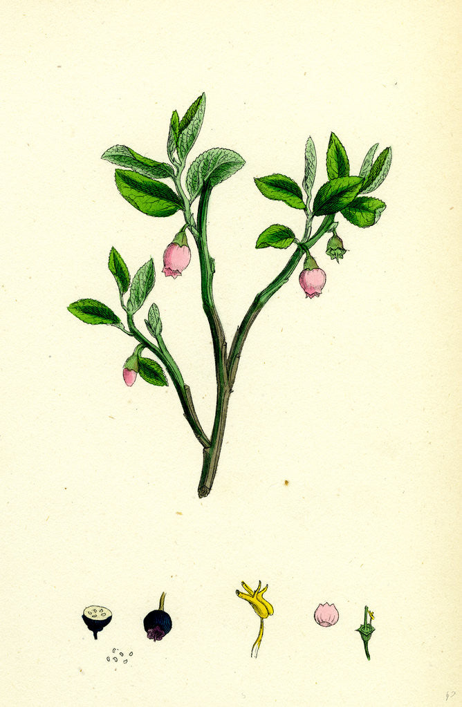 Detail of Vaccinium Myrtillus Common Bilberry by Anonymous