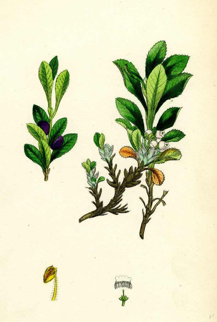 Detail of Arctostaphylos Alpina Alpine Bearberry by Anonymous