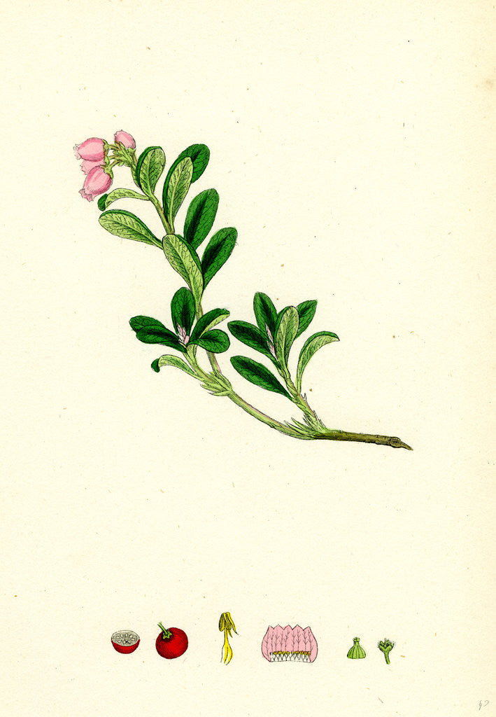 Detail of Arctostaphylos Uva-Ursi Common Bearberry by Anonymous