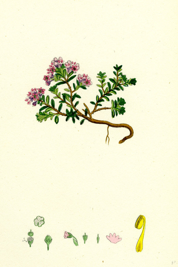 Detail of Loiseleuria Procumbens Trailing Azalea by Anonymous