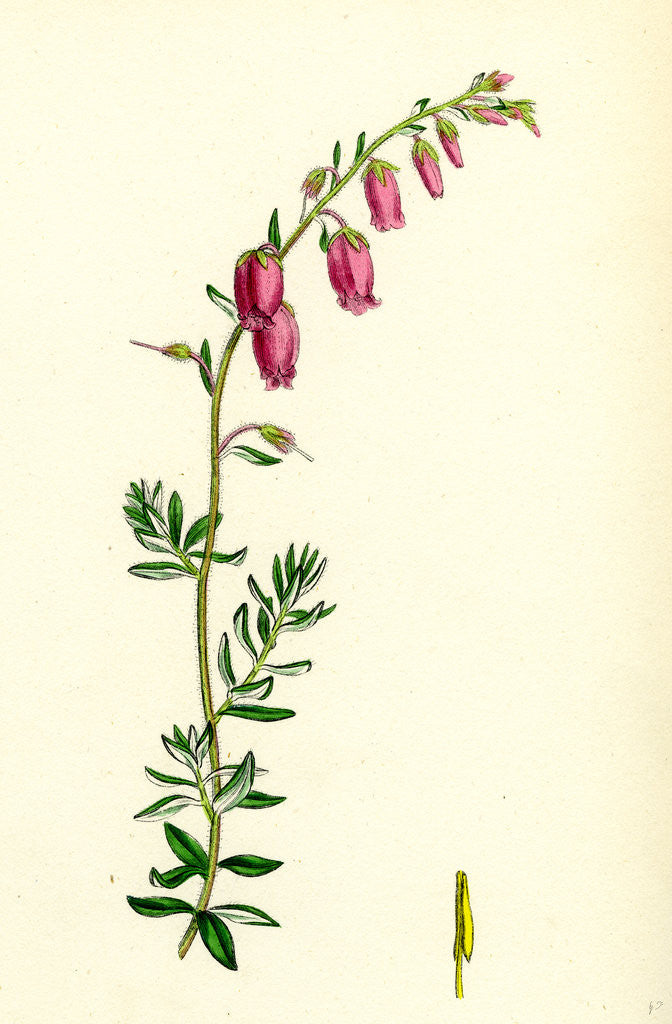 Detail of Menziesia Polifolia St. Dabeoc's Heath by Anonymous