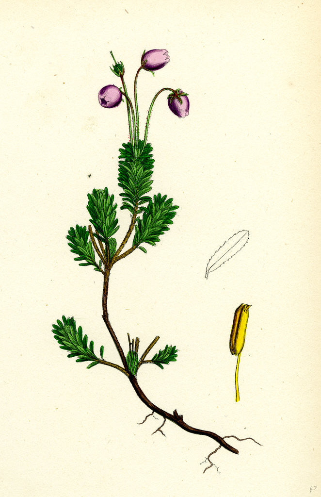 Detail of Menziesia Caerulea Yew-Leaved Menziesia by Anonymous