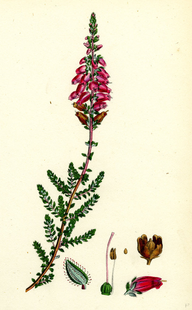 Detail of Erica Ciliaris Fringed-Leaved Heath by Anonymous