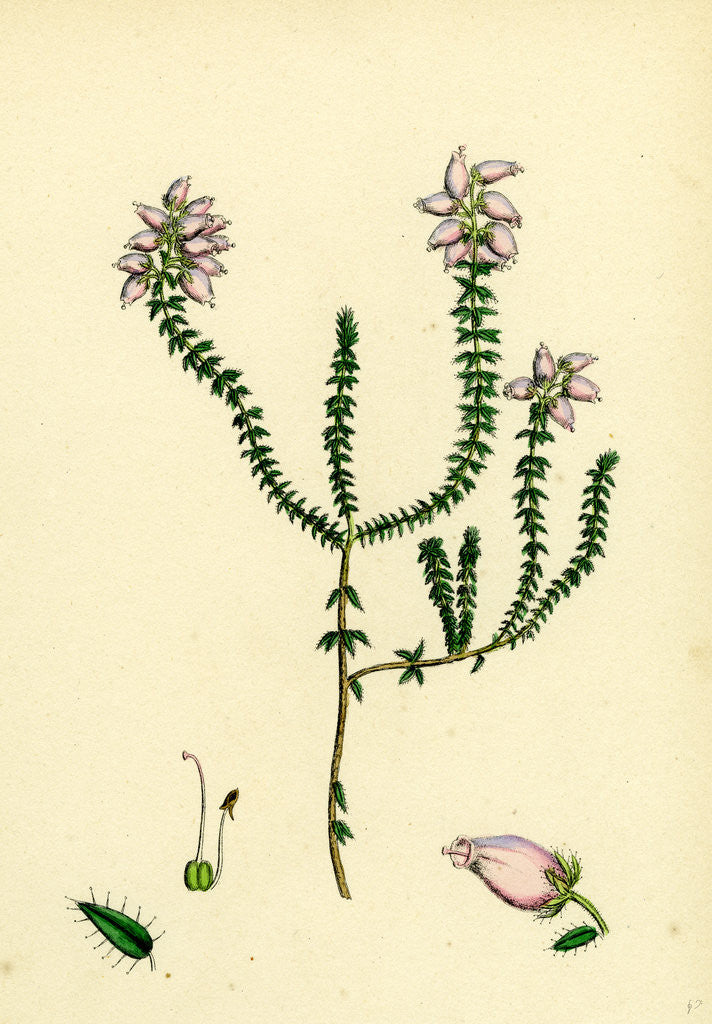 Detail of Erica Tetralici-Ciliaris Hybrid Between Fringed-Leaved and Cross-Leaved Heaths by Anonymous