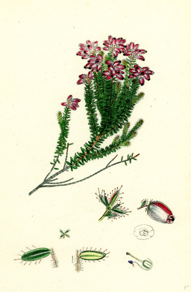 Detail of Erica Mackaiana Mackay's Heath by Anonymous
