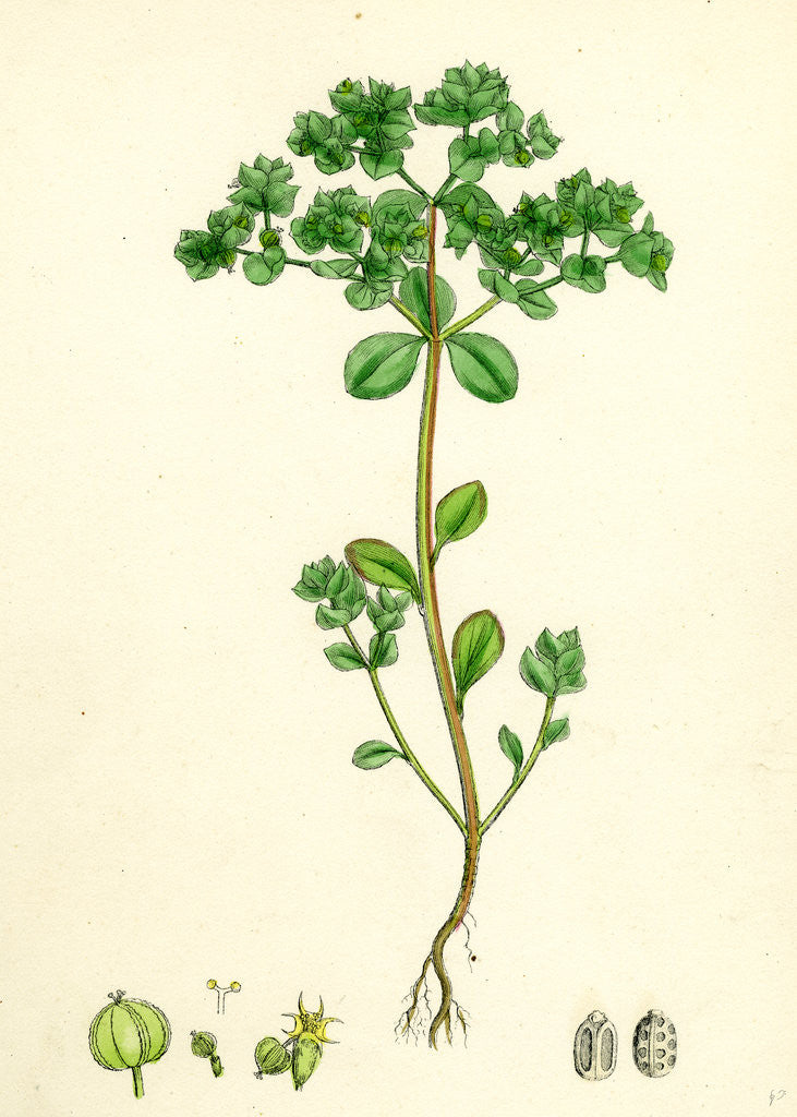 Detail of Euphorbia Peplus Petty Spurge by Anonymous