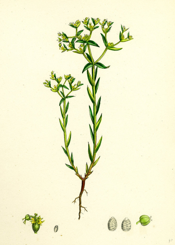 Detail of Euphorbia Exigua Dwarf Spurge by Anonymous