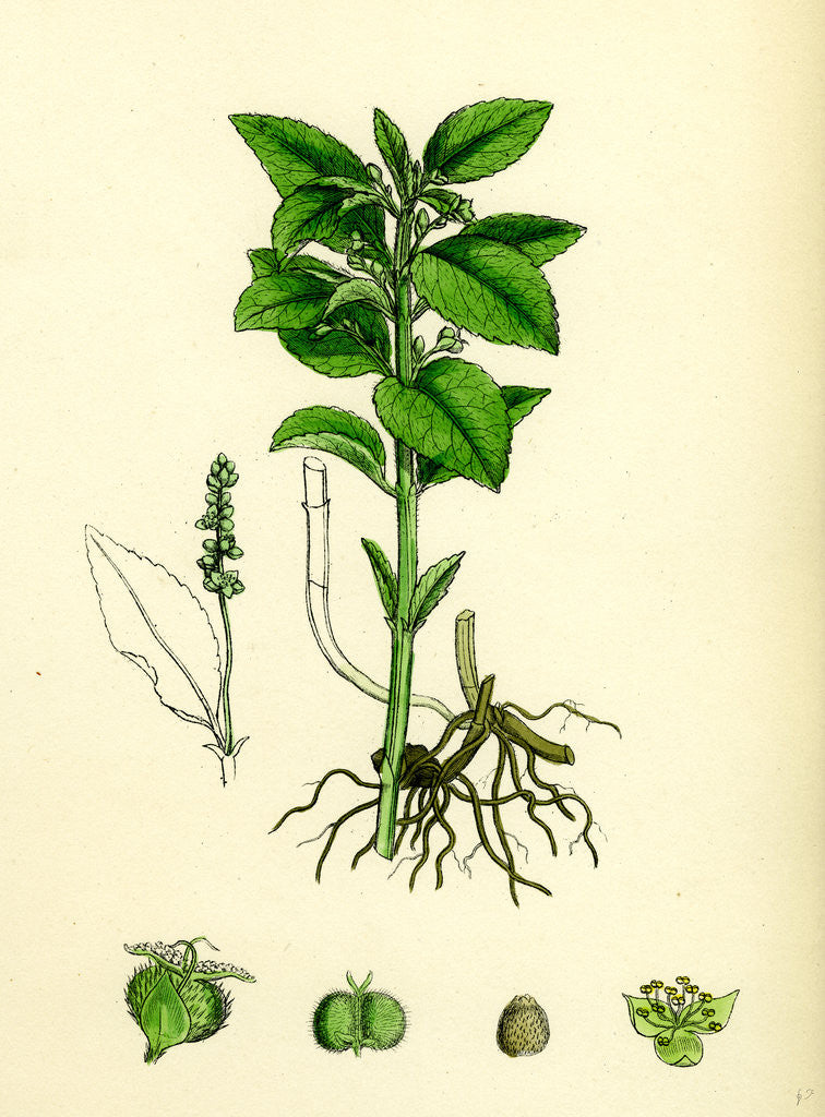 Detail of Mercurialis Perennis Perennial Dog's-Mercury by Anonymous