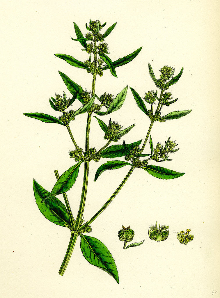 Detail of Mercurialis Annua Var. Ambigua Annual Dog's-Mercury Var. B. by Anonymous