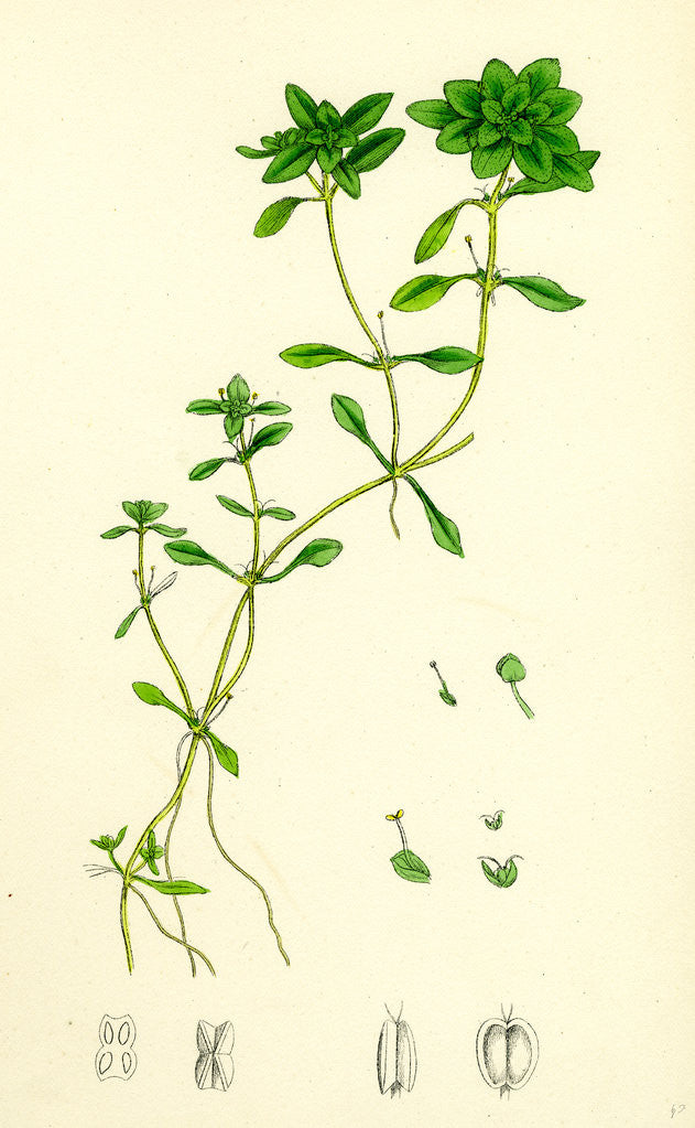 Detail of Callitriche Eu-Verna Vernal Water Starwort by Anonymous