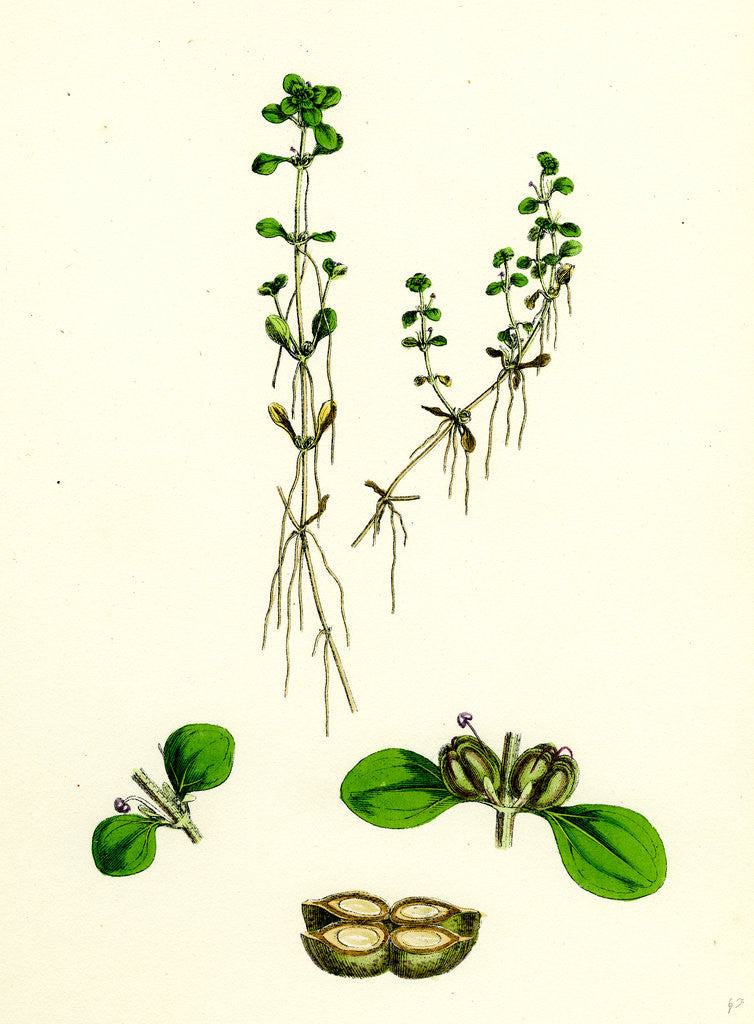 Detail of Callitriche Platycarpa Large-Fruited Water Starwort by Anonymous