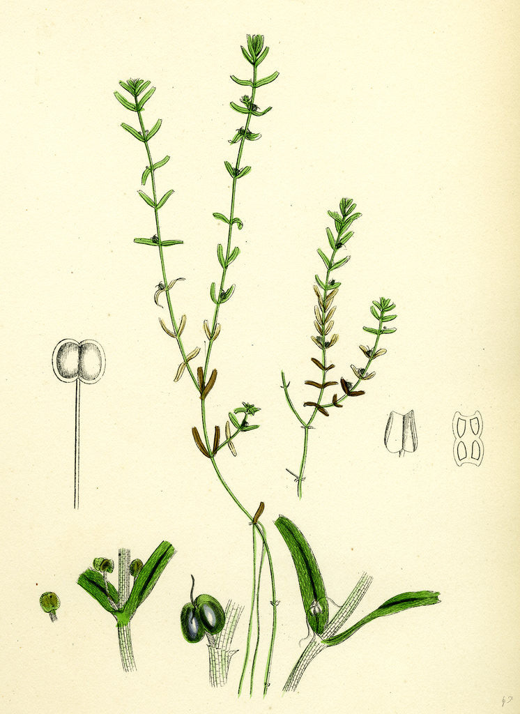 Detail of Callitriche Pedunculata Pedunculated Water Starwort by Anonymous