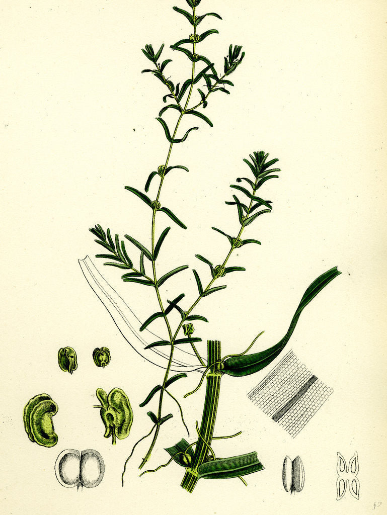 Detail of Callitriche Autumnalis Autumnal Water Starwort by Anonymous