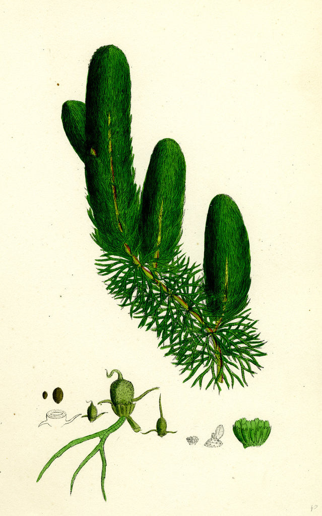 Detail of Ceratophyllum Demersum Common Hornwort by Anonymous