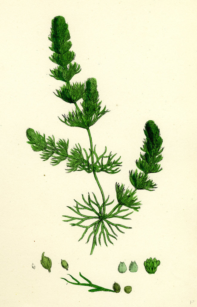 Detail of Ceratophyllum Submersum Unarmed Hornwort by Anonymous