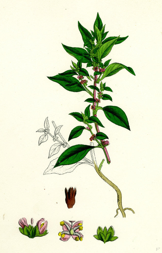 Detail of Parietaria Diffusa Pellitory-of-the-Wall by Anonymous