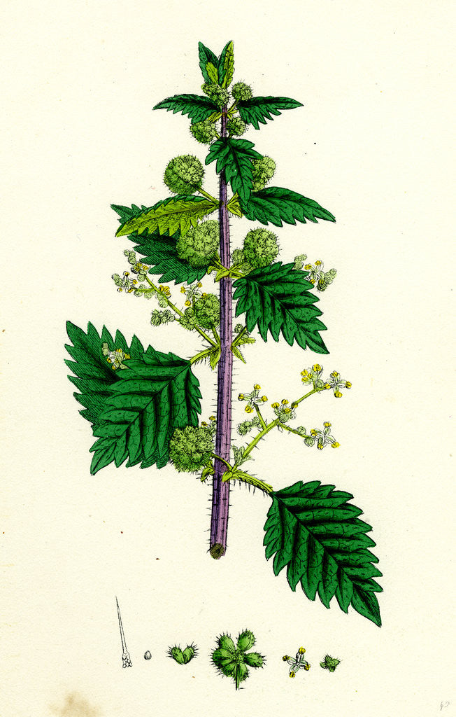 Detail of Urtica Pilulifera Var. Genuina Roman Nettle Var. A. by Anonymous