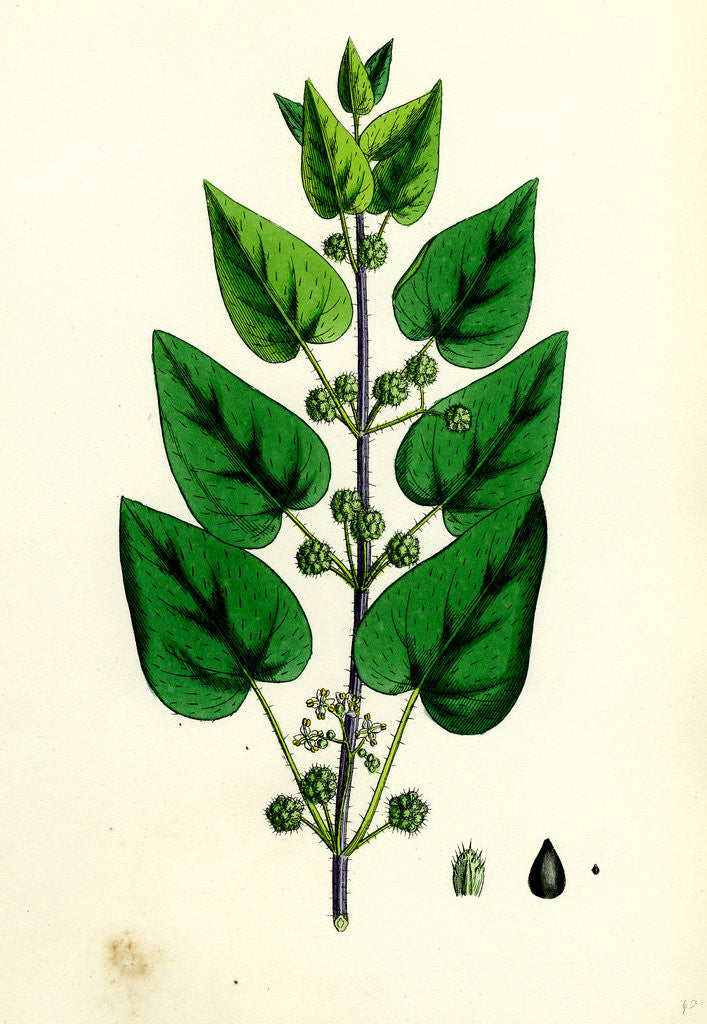 Detail of Urtica Pilulifera Var. Dodartii Roman Nettle Var. B. by Anonymous