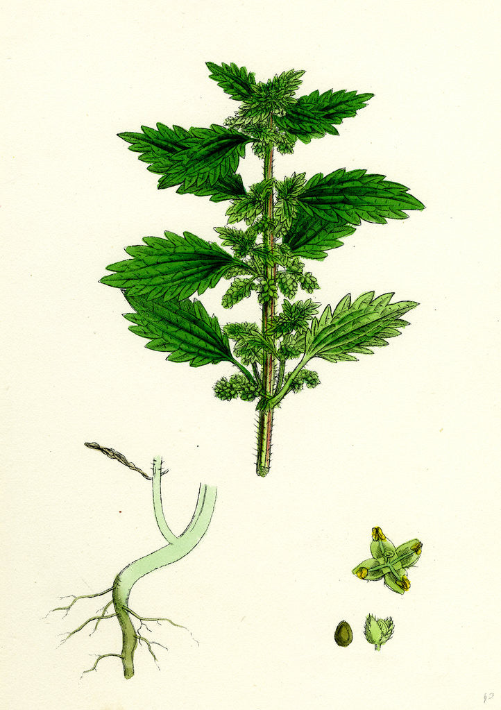Detail of Urtica Urens Small Nettle by Anonymous
