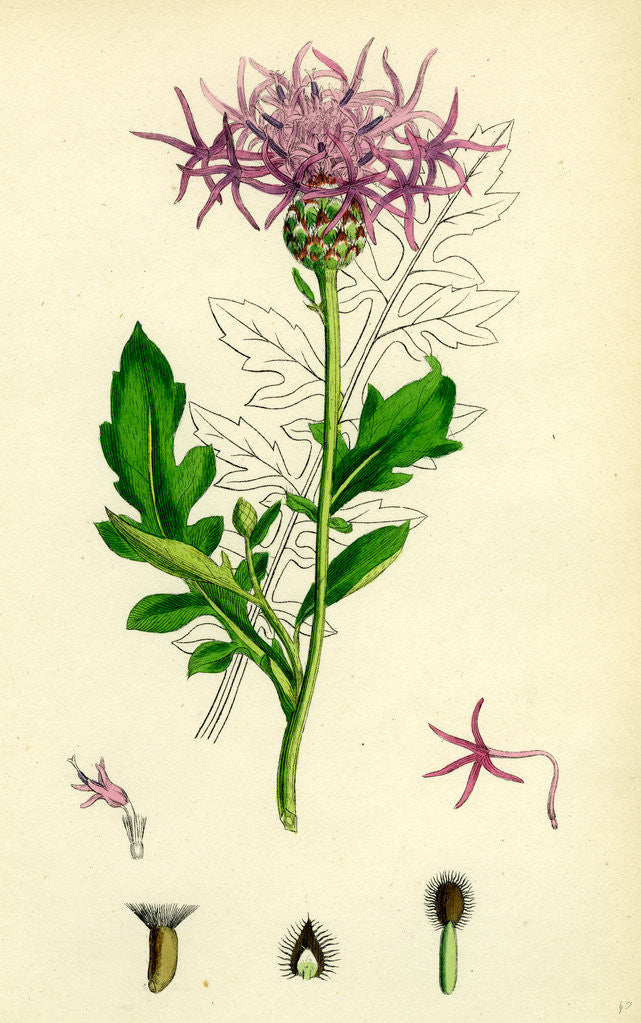 Detail of Centaurea Scabiosa Greater Knapweed by Anonymous