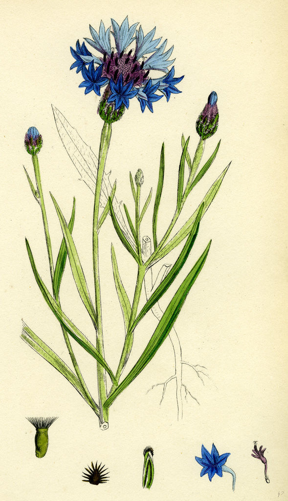 Detail of Centaurea Cyanus Blue-Bottle by Anonymous