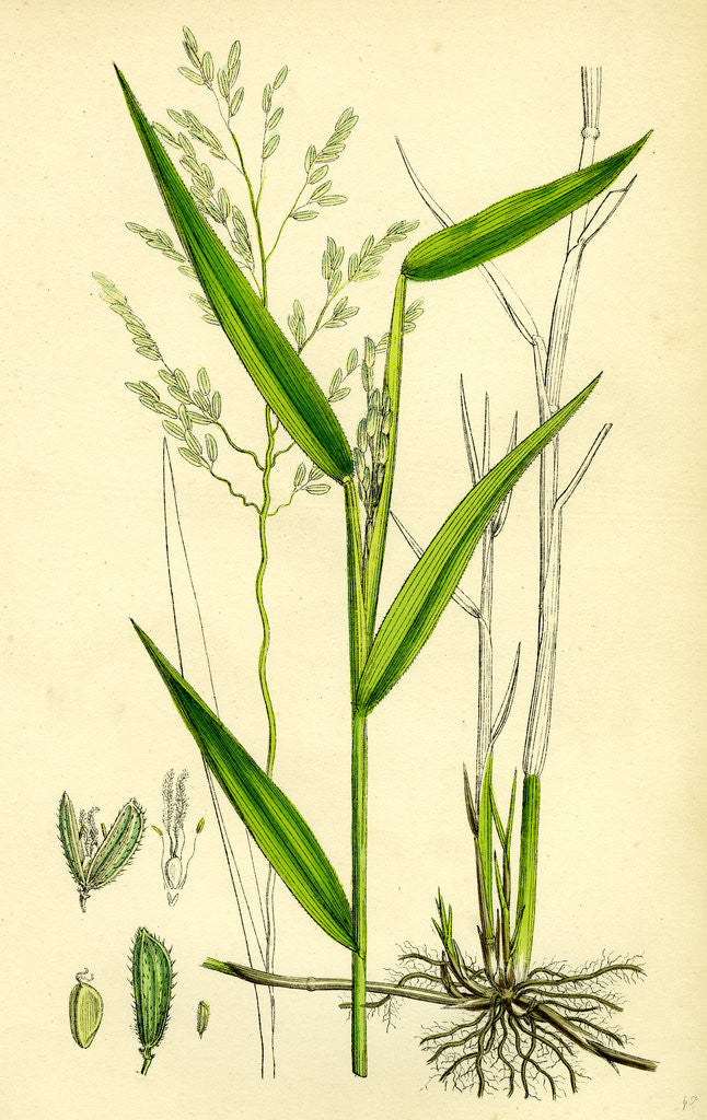 Detail of Leersia Oryzoides European Cut-Grass by Anonymous