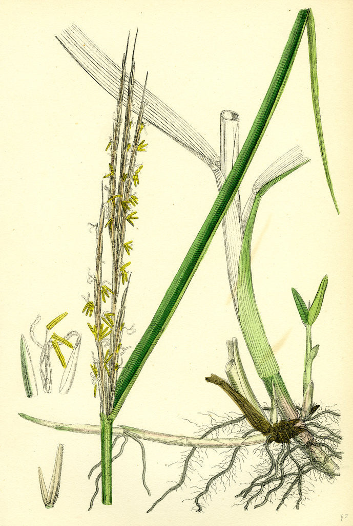 Detail of Spartina Alterniflora Many-Spiked Cord-Grass by Anonymous