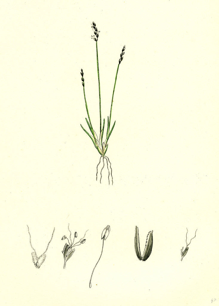 Detail of Chamagrostis Minima Early Sand-Grass by Anonymous