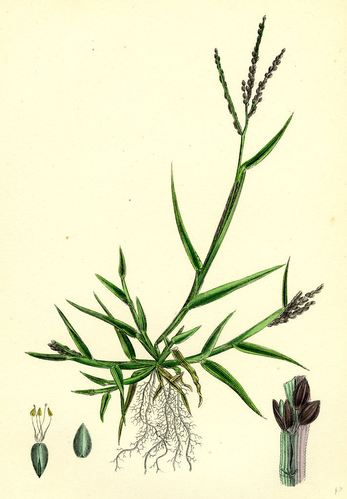 Detail of Digitaria Humifusa Glabrous Finger-Grass by Anonymous