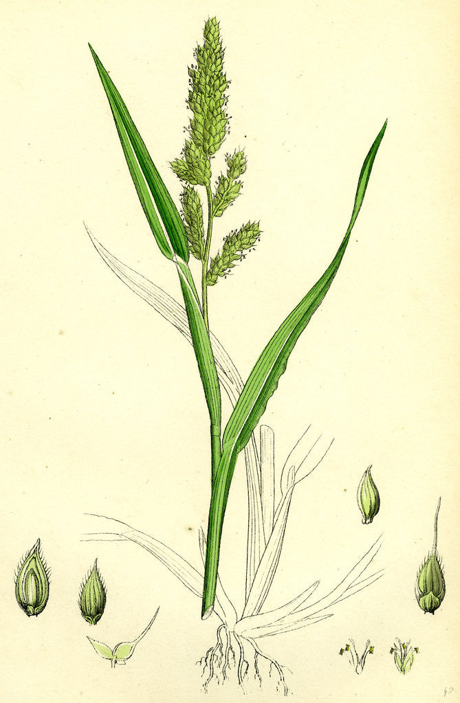 Detail of Echinochloa Crus-Galli Loose Panic-Grass by Anonymous