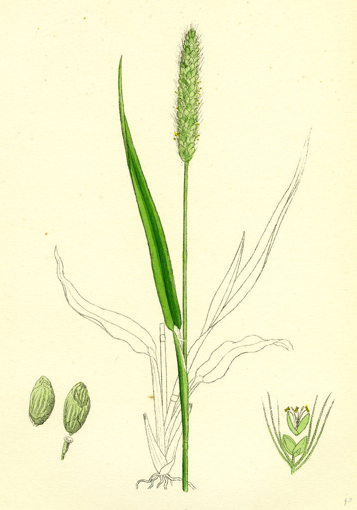 Detail of Setaria Viridis Green Bristle-Grass by Anonymous