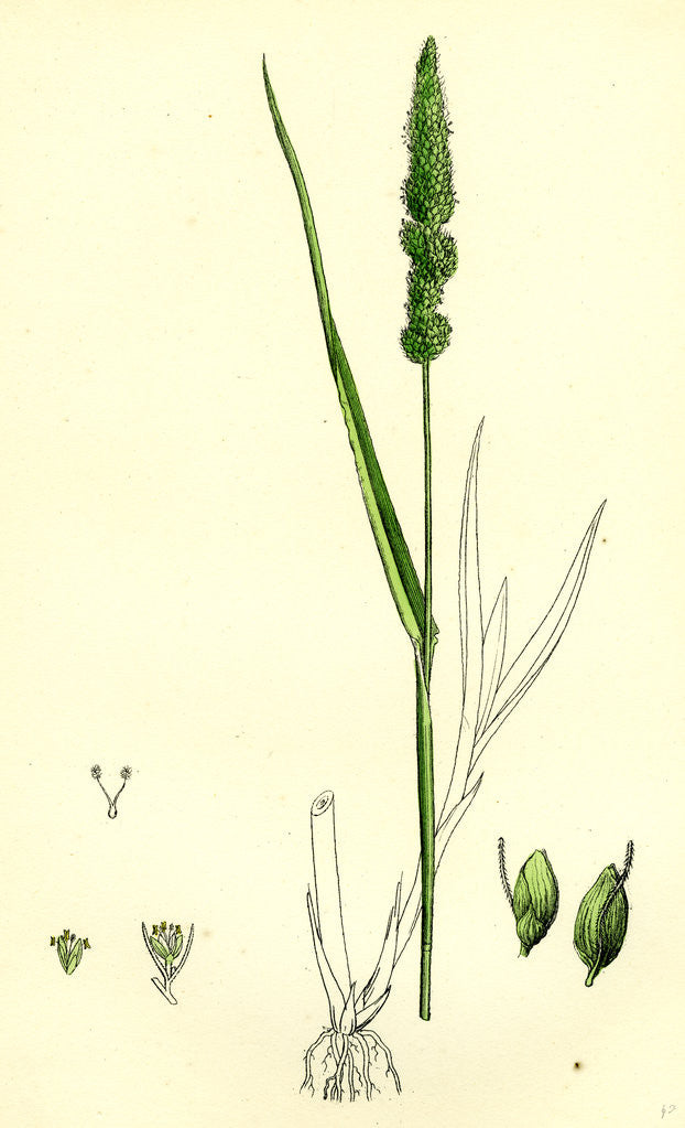 Detail of Setaria Verticillata Rough Bristle-Grass by Anonymous