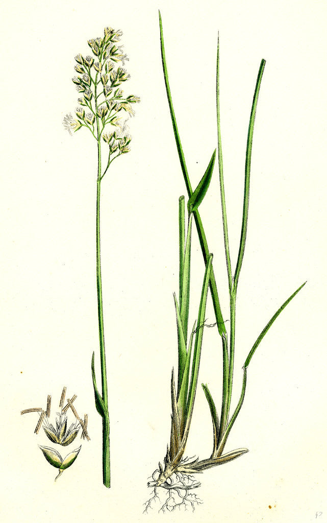 Detail of Hierochloe Borealis Northern Holy-Grass by Anonymous