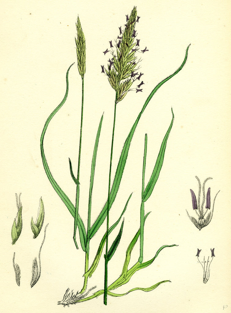 Detail of Anthoxanthum Odoratum Sweet-Scented Vernal-Grass by Anonymous