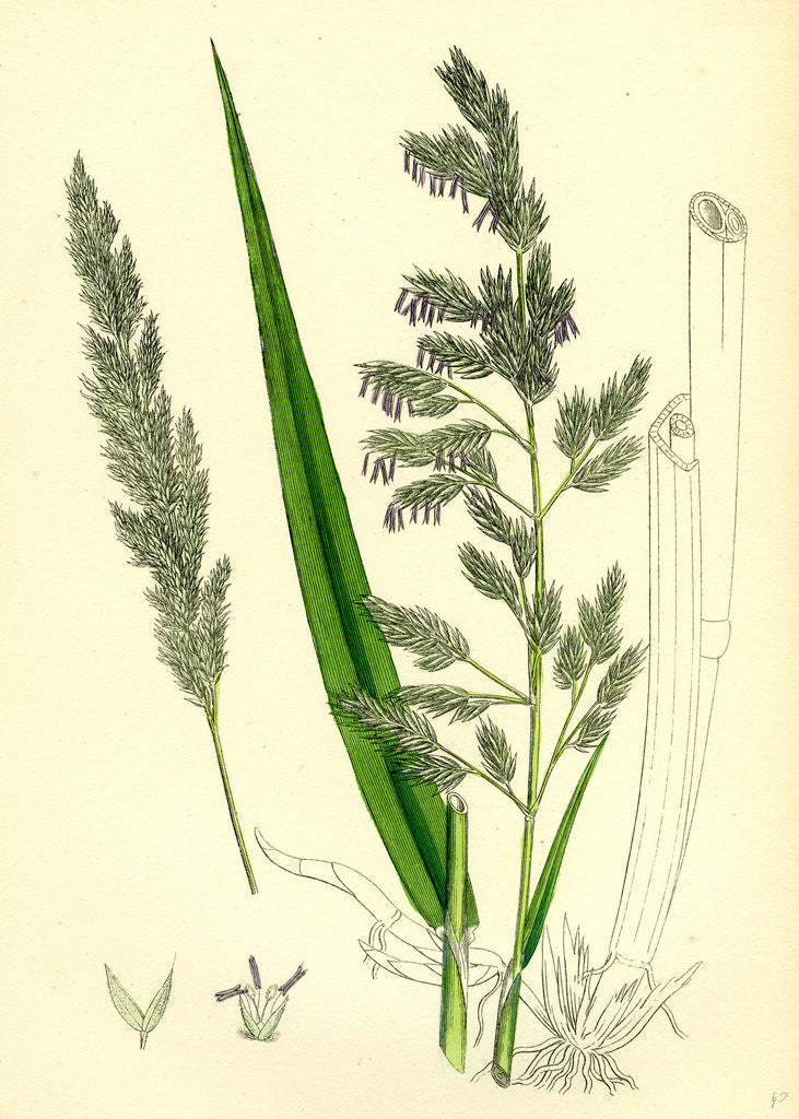 Detail of Digraphis Arundinacea Ribbon-Grass by Anonymous