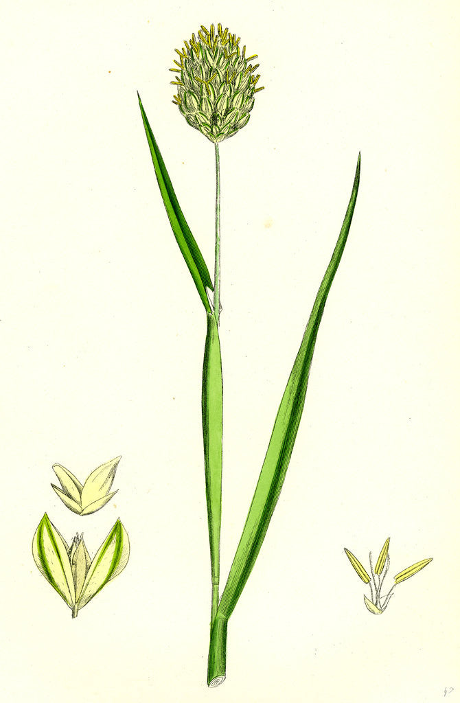 Detail of Phalaris Canariensis Canary-Grass by Anonymous