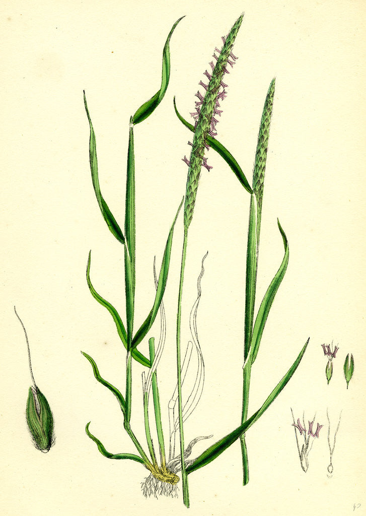 Detail of Alopecurus Agrestis Slender Fox-Tail-Grass by Anonymous