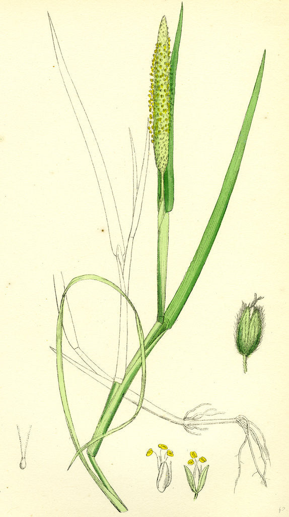 Detail of Alopecurus Fulvus Orange Anthered Fox-Tail-Grass by Anonymous