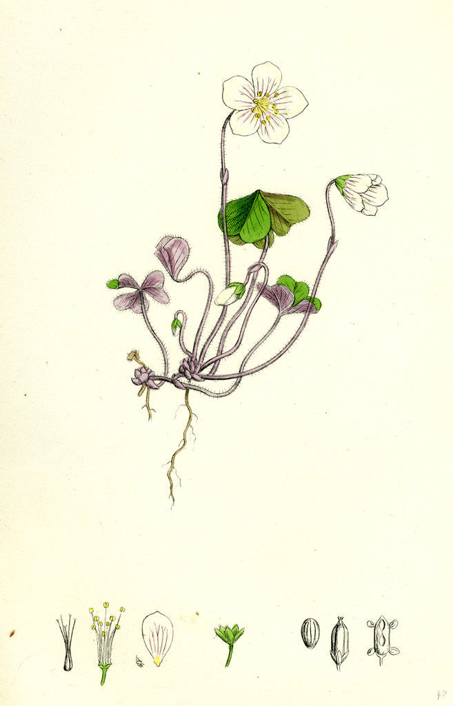 Detail of Oxalis Acetosella Wood Sorrel by Anonymous