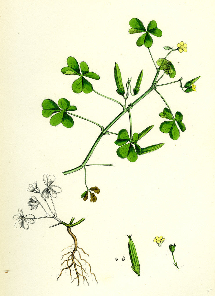 Detail of Oxalis Corniculata Procumbent Yellow Sorrel by Anonymous