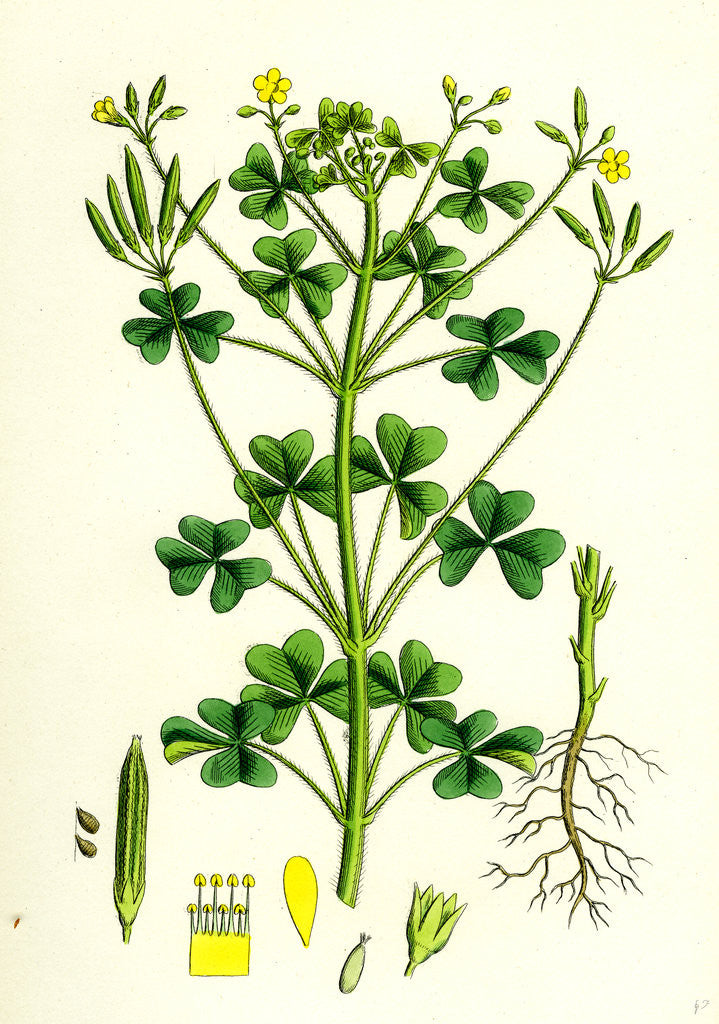 Detail of Oxalis Stricta Upright Yellow Sorrel by Anonymous
