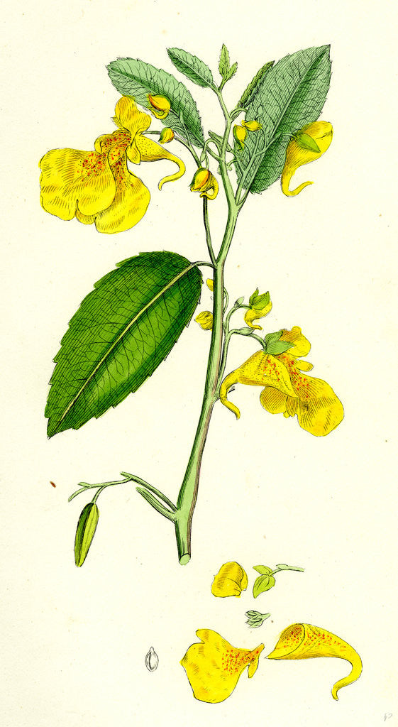 Detail of Impatiens Noli-Me-Tangere Yellow Balsam by Anonymous