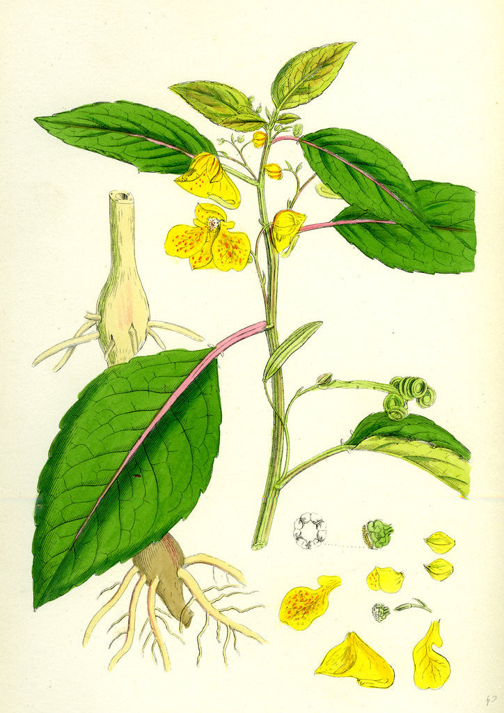 Detail of Impatiens Fulva Orange Balsam by Anonymous