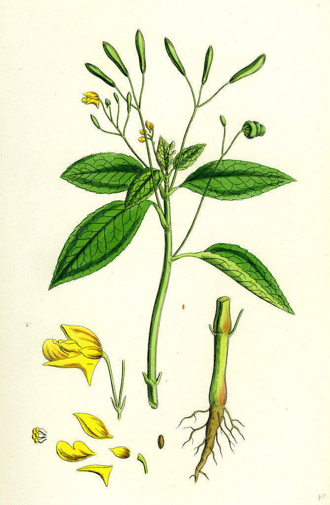 Detail of Impatiens Parviflora Small Balsam by Anonymous