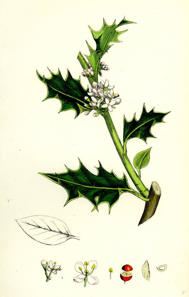 Detail of Ilex Aquifolium Common Holly by Anonymous