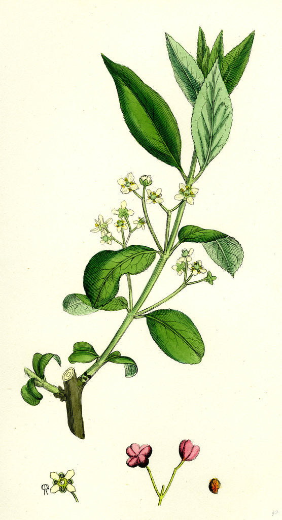 Detail of Euonynius Europeus Spindle Tree by Anonymous