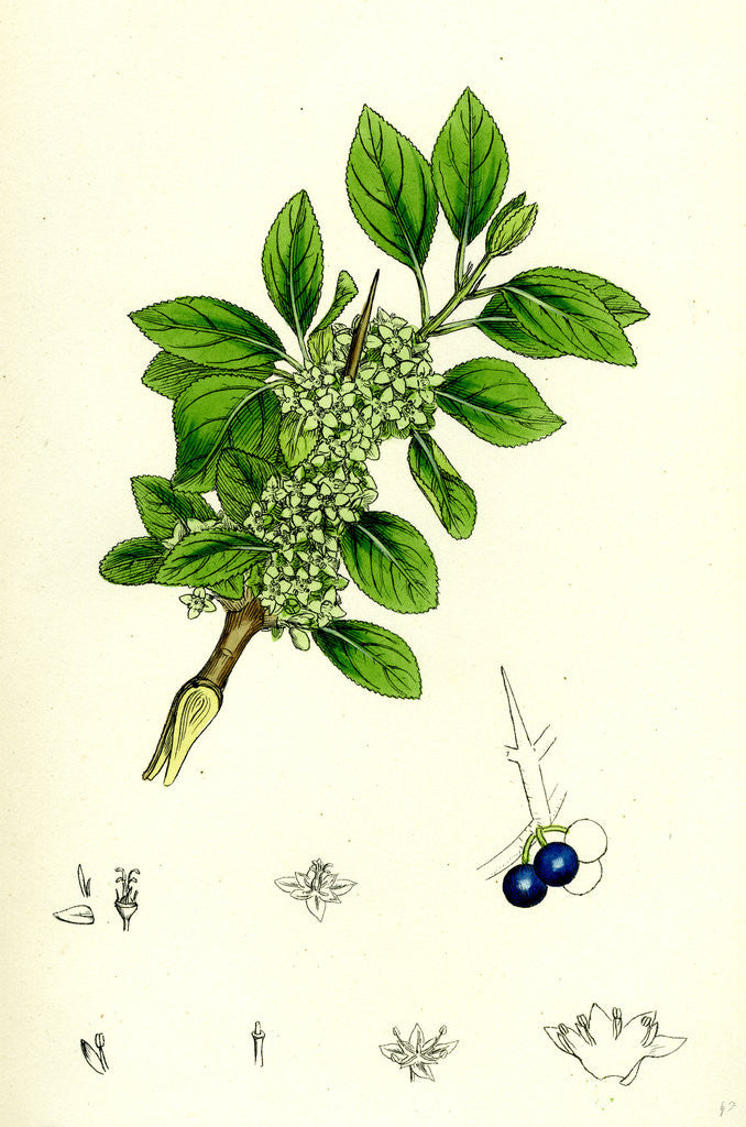 Detail of Rhamnus Catharticus Purging Buckthorn by Anonymous