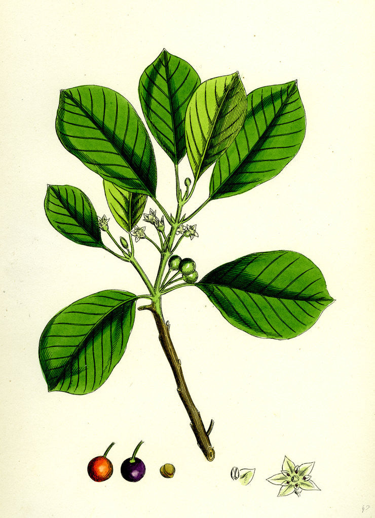 Detail of Rhamnus Frangula Berry-Bearing Alder by Anonymous
