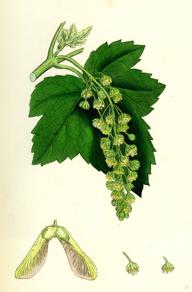 Detail of Acer Pseudo-Platanus Sycamore by Anonymous